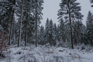 Thüringen Ormanı boyunca farklı yerlerde kış yürüyüşü - Almanya