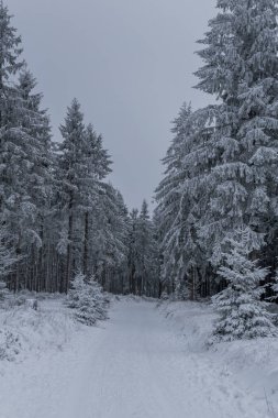 Thüringen Ormanı boyunca farklı yerlerde kış yürüyüşü - Almanya