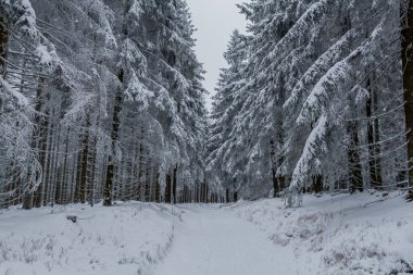 Thüringen Ormanı boyunca farklı yerlerde kış yürüyüşü - Almanya
