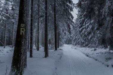 Thüringen Ormanı boyunca farklı yerlerde kış yürüyüşü - Almanya