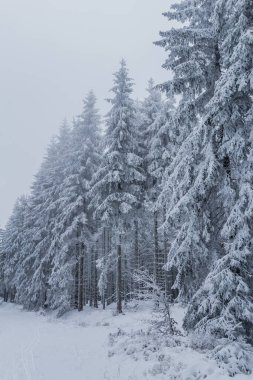 Thüringen Ormanı boyunca farklı yerlerde kış yürüyüşü - Almanya