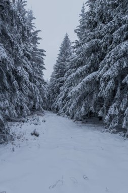 Thüringen Ormanı boyunca farklı yerlerde kış yürüyüşü - Almanya