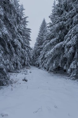 Thüringen Ormanı boyunca farklı yerlerde kış yürüyüşü - Almanya