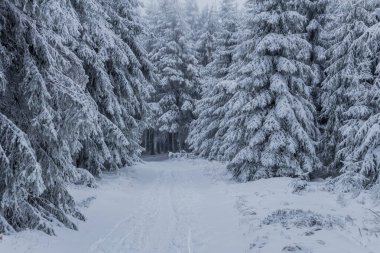 Thüringen Ormanı boyunca farklı yerlerde kış yürüyüşü - Almanya