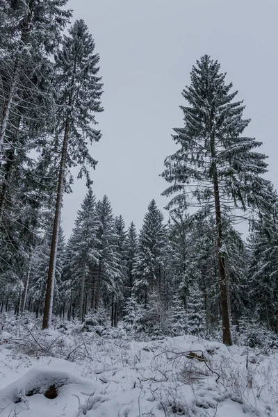 Escursioni Invernali Luoghi Diversi Attraverso Foresta Della Turingia Germania — Foto Stock