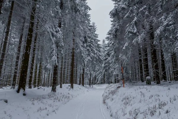 Caminhadas Inverno Diferentes Lugares Através Floresta Turíngia Alemanha — Fotografia de Stock