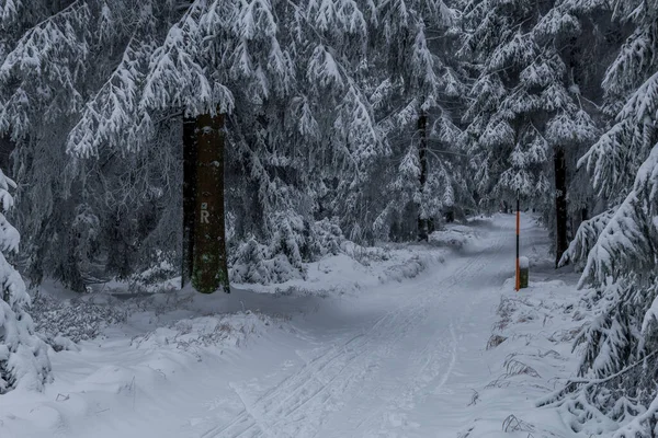 Caminhadas Inverno Diferentes Lugares Através Floresta Turíngia Alemanha — Fotografia de Stock