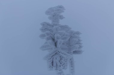 Thüringen Ormanı boyunca farklı yerlerde kış yürüyüşü - Almanya