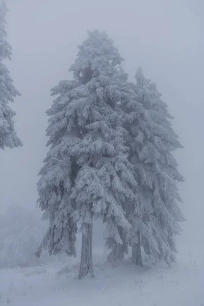 Randonnée Hivernale Dans Différents Endroits Travers Forêt Thuringe Allemagne — Photo