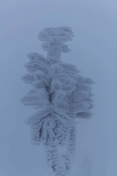 Escursioni Invernali Luoghi Diversi Attraverso Foresta Della Turingia Germania — Foto Stock