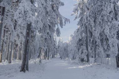 Thüringen Ormanı boyunca farklı yerlerde kış yürüyüşü - Almanya
