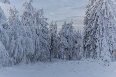 Thüringen Ormanı boyunca farklı yerlerde kış yürüyüşü - Almanya