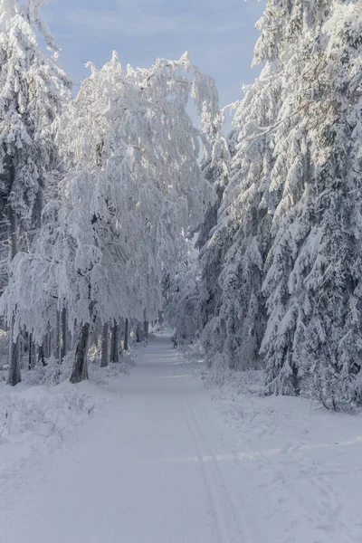 Caminhadas Inverno Diferentes Lugares Através Floresta Turíngia Alemanha — Fotografia de Stock