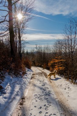 Schmalkalden - Thüringen - Almanya 'nın güzel doğasında bahar yürüyüşü