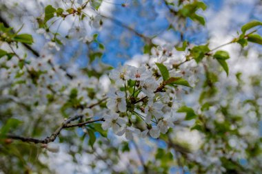Güzel Werratal boyunca bahar gezisi. - Breitungen / Seeblick