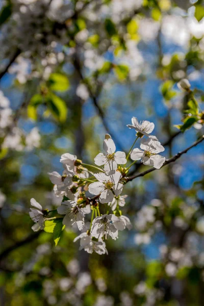 Lente Ontdekkingstocht Langs Het Prachtige Werratal Breitungen Seeblick — Stockfoto