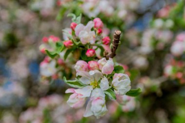 Schmalkalden 'in güzel şehri Thüringen, Almanya' da bahar yürüyüşü
