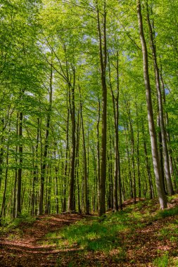Schmalkalden yakınlarındaki Ortaçağ Frankenberg Şatosu 'na yürü - Thüringen - Almanya