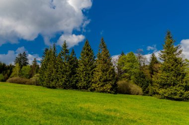 Rennsteig boyunca en güzel gün ışığında bahar benzeri bir uyanış.