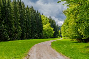 Thüringen Ormanı 'ndaki dar su barajının etrafında bahar yürüyüşü - Tambach-Dietharz / Almanya