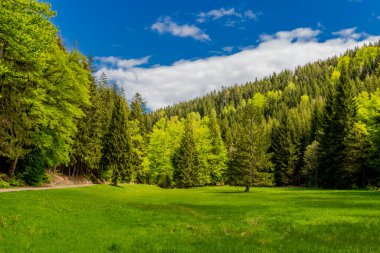 Thüringen Ormanı 'ndaki dar su barajının etrafında bahar yürüyüşü - Tambach-Dietharz / Almanya
