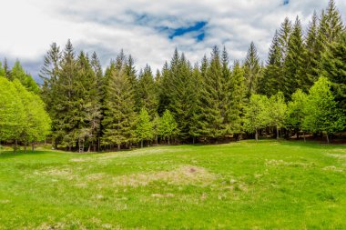 Thüringen Ormanı 'ndaki dar su barajının etrafında bahar yürüyüşü - Tambach-Dietharz / Almanya
