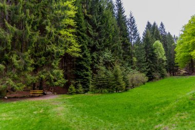 Thüringen Ormanı 'ndaki dar su barajının etrafında bahar yürüyüşü - Tambach-Dietharz / Almanya