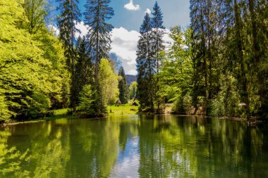 Thüringen Ormanı 'ndaki dar su barajının etrafında bahar yürüyüşü - Tambach-Dietharz / Almanya