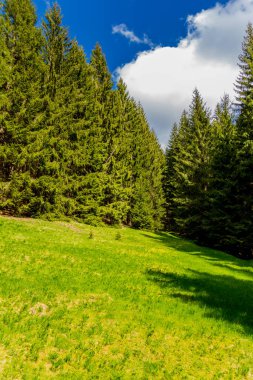 Thüringen Ormanı 'ndaki dar su barajının etrafında bahar yürüyüşü - Tambach-Dietharz / Almanya