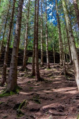 Thüringen Ormanı 'ndaki dar su barajının etrafında bahar yürüyüşü - Tambach-Dietharz / Almanya