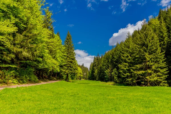 Paseo Primaveral Por Estrecha Presa Agua Bosque Turingia Tambach Dietharz — Foto de Stock