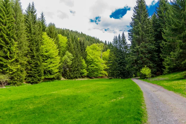 Paseo Primaveral Por Estrecha Presa Agua Bosque Turingia Tambach Dietharz — Foto de Stock