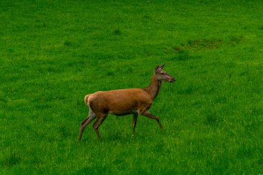 Thüringen 'deki Schmalkalder Wald' daki kırmızı geyik barakasına yürü.