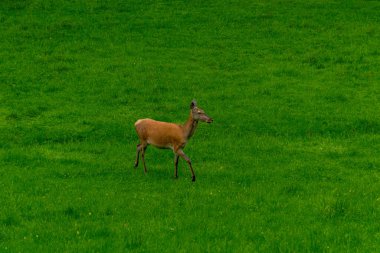 Thüringen 'deki Schmalkalder Wald' daki kırmızı geyik barakasına yürü.