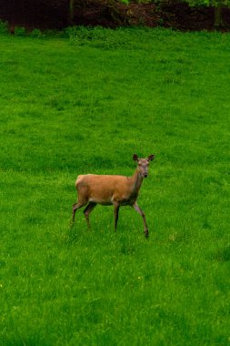 Thüringen 'deki Schmalkalder Wald' daki kırmızı geyik barakasına yürü.