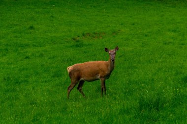Thüringen 'deki Schmalkalder Wald' daki kırmızı geyik barakasına yürü.