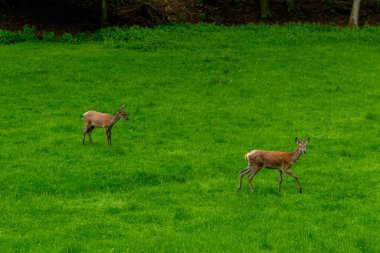 Thüringen 'deki Schmalkalder Wald' daki kırmızı geyik barakasına yürü.