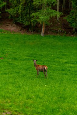 Thüringen 'deki Schmalkalder Wald' daki kırmızı geyik barakasına yürü.