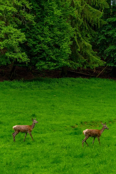テューリンゲン州Schmalkalder Waldの赤い鹿の囲いを歩く — ストック写真