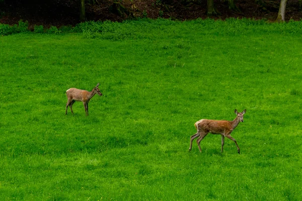 Camine Hasta Recinto Ciervos Rojos Schmalkalder Wald Turingia —  Fotos de Stock