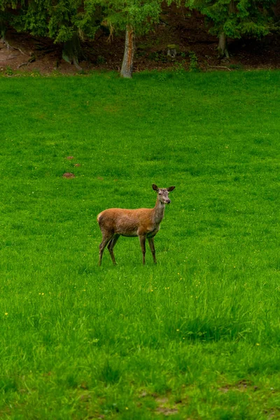 Caminhe Até Cervo Vermelho Schmalkalder Wald Turíngia — Fotografia de Stock