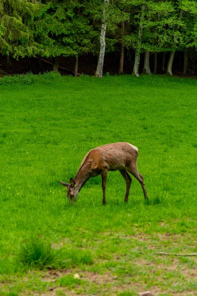 Promenera Till Kronhjortshägnet Vid Schmalkalder Wald Thüringen — Stockfoto