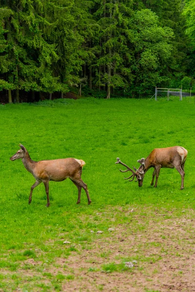 Promenera Till Kronhjortshägnet Vid Schmalkalder Wald Thüringen — Stockfoto