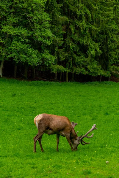 Promenera Till Kronhjortshägnet Vid Schmalkalder Wald Thüringen — Stockfoto