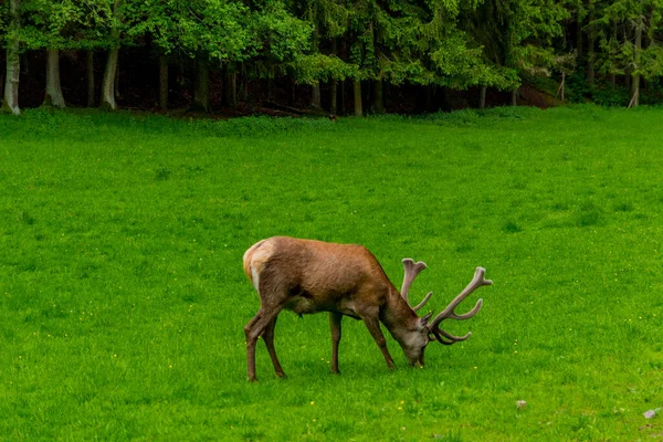 Promenera Till Kronhjortshägnet Vid Schmalkalder Wald Thüringen — Stockfoto