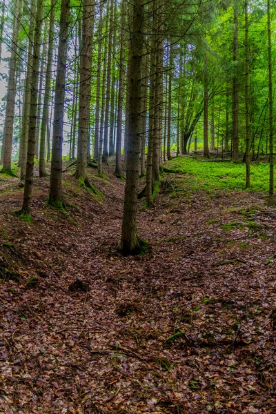 Маленькая Летняя Прогулка Прекрасной Природе Шмальфедена Тюрингии — стоковое фото