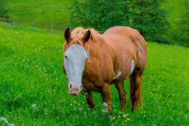 Thüringen 'deki Schmalkalden' in güzel doğasında Küçük Yaz Yürüyüşü
