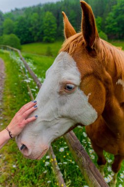Thüringen 'deki Schmalkalden' in güzel doğasında Küçük Yaz Yürüyüşü