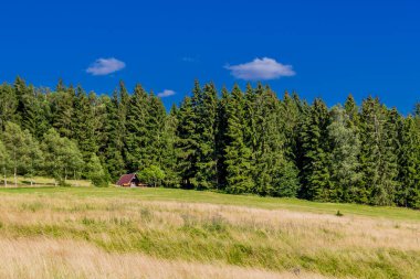 Struth-Helmershof yakınlarındaki Thuringian Ormanı 'nda yaz yürüyüşü 