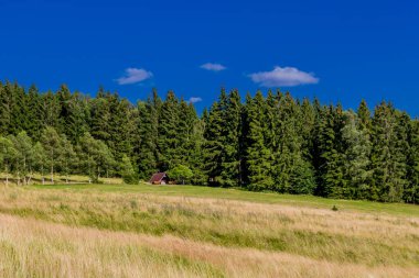 Struth-Helmershof yakınlarındaki Thuringian Ormanı 'nda yaz yürüyüşü 